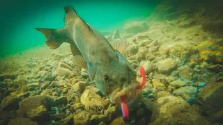 How To Catch Bass With Plastic Worms - Amazing Underwater Footage!!