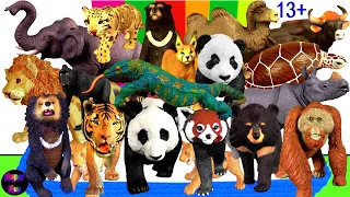 Asian Animals - Lion Tiger Elephant Orangutan Gaur Rhino Komodo Bear Panda Turtle Camel 13+