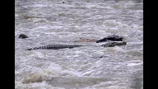 Croc spotted in Klang River