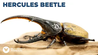 Hercules Beetle | Invertebrate De-Ickification | Butterfly Pavilion