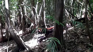 Surucucu de Fogo - Amazônia