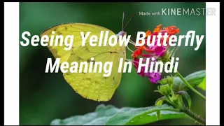 Seeing Yellow Butterfly Meaning In Hindi