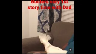 Busters very 1st story with dad. Cockatoo story time