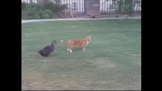 duck attacks cat