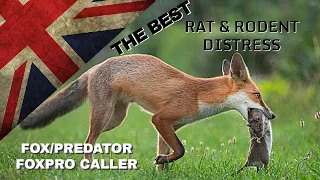 THE BEST! Fox Caller Sound - FoxPro Vermin Pest Control - Squeek Hunting Shooting Predator