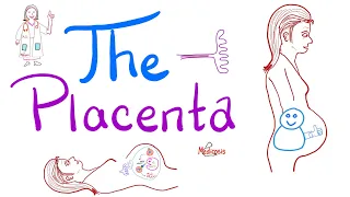 The Placenta Structure and Function | Biology