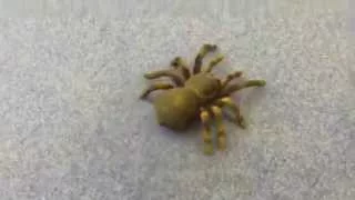 Remote Control Tarantula