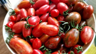 Rajčata 3 měsíce od výsadby - odrůdy, plodnost, růst, péče #tomato  #tomatoes #garden