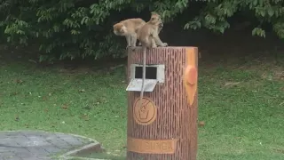 Cheeky Monkey Steals Pieces of Popcorn from the Garbage