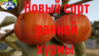 Новый сорт ранней хурмы.