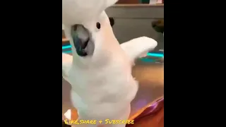 #nature&animal #shorts umbrella cockatoo dancing on dinning table.A happy bird #cockatoo