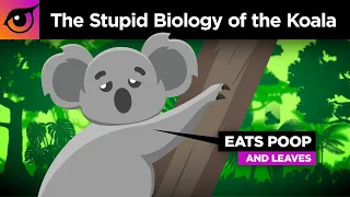 The Very Stupid Biology of the Koala