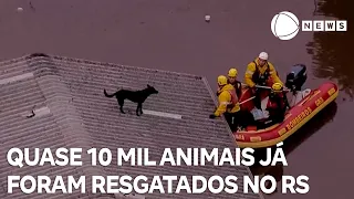 Quase 10 mil animais foram resgatados da enchente no RS