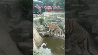 zoo safari #rajgir #nalanda #bihar #shorts