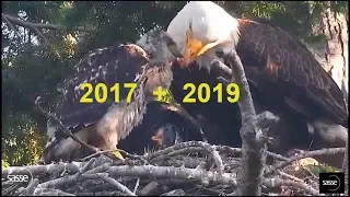 Celebrating - Red tailed hawk in Eagle Nest 2017 and 2019