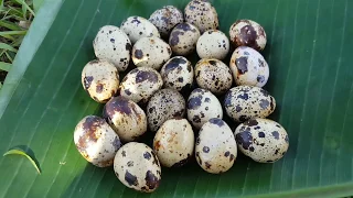 Primitive Technology - roasted quail eggs on rock- cooking quail eggs eating delicious