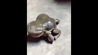 LUCU BANGET KATAK NANGIS