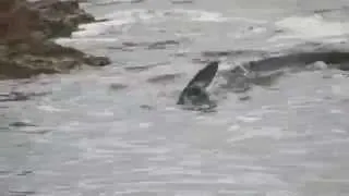 Shark at Sant Antoni beach, Ibiza !