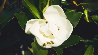 The Magnolia Groves At the Magnolia Family Farm