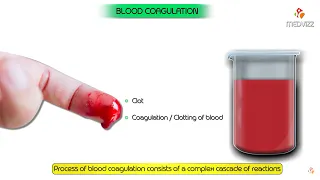 Physiology of Blood coagulation Animation - Extrinsic and intrinsic pathway