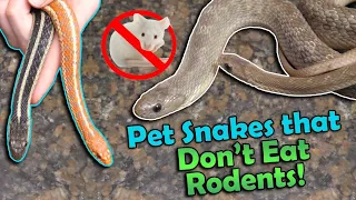 The Best Snakes That Don't Eat Rodents!