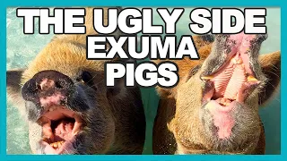 5 REASONS WE DID NOT SWIM WITH PIGS | EXUMA BAHAMAS