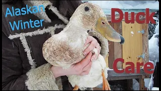 Alaskan Winter Duck Care