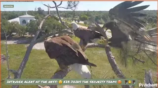 SWFL EAGLES ~ SECURITY THREAT AT THE NEST! 😲 E23 JOINS PARENTS TO PROTECT THE NEST! 🐥📢📢 4/12/24