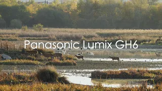 Panasonic LUMIX GH6 + Panasonic Leica 50-200mm  F2.8-4 + 1.4 Teleconverter Video Test