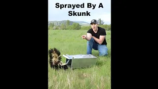 Getting Sprayed By A Skunk. Catch & Release Skunk Traps. Mousetrap Monday #Shorts