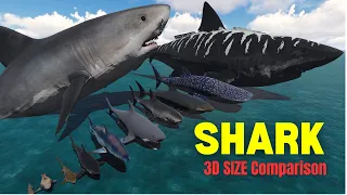 Shark SIZE Comparison 3D 2024🦈Megalodon is the largest Fish ?? 🐳🐬🦭🐟🐠🐡🦈🐙🐚🐋🦑