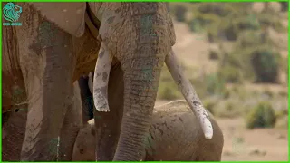 Crazy Mother Elephant Kills Lion To Avenge Newborn Baby Elephant | Animals Fight @3winanimal