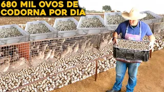 A MAIOR FAZENDA DE OVOS DE CODORNA DO BRASIL - 1 MILHÃO DE CODORNAS!