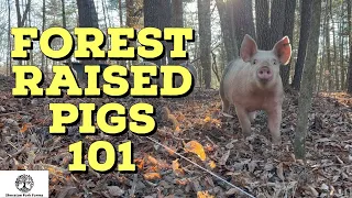 Raising Pigs In The Woods - Beginners Guide To Forest Raised Pork