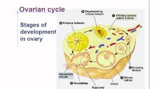 AP Biology Chapter 46 Animal Reproduction Part 2