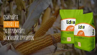 Тоніфі КС - гібрид кукурудзи Lidea