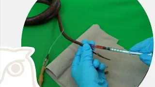 CSL: Blood Sampling on Snakes