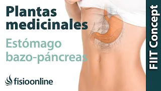 Todas las plantas medicinales para estómago y bazo-páncreas