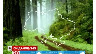 Вирубка лісів - чи є загроза екології в Україні?