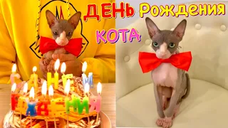 КОШАЧИЙ День Рождения 😻