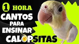 1 HORA de Cantos para Ensinar CALOPSITAS | Treinamento de CANTO Eficaz e Relaxante 🐦🎶