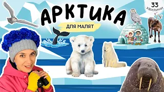 🐋 Мандруємо в Арктику ❄️ відео для раннього розвитку дітей українською ✈️