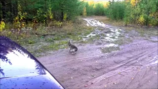 А зайка то маленький .РГ Аргон и Лайма вл. Шатров В.А.