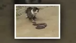 Смертельная схватка кота и змеи  кто кого