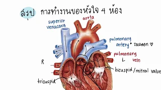 สรุปการทำงานของหัวใจ 4 ห้อง | circulatory system