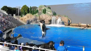 One Ocean Full Show SeaWorld San Diego Orca Encounter