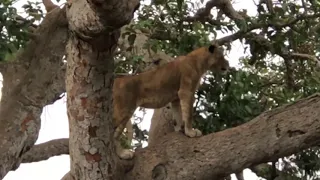 Tree Climbing Lions of Ishasha Uganda