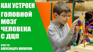 Как устроен головной мозг человека с ДЦП