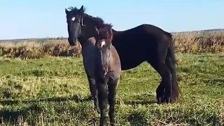 ЛОШАДИ/НАША НОВАЯ КОБЫЛА АЗА УЖЕ ОСВОИЛАСЬ И ПРИВЫКЛА, А СИВКА ПОДРОСЛА