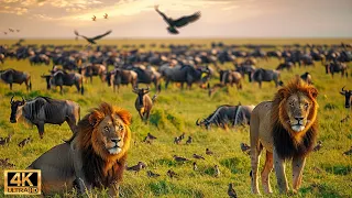 Our Planet | 4K African Wildlife - Great Migration from the Serengeti to the Maasai Mara, Kenya #81